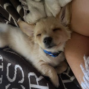 Meet your Posher, Taylor